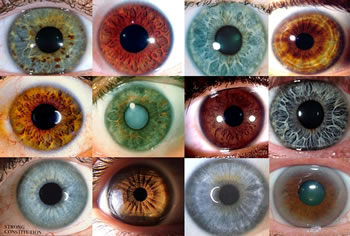 Iridology